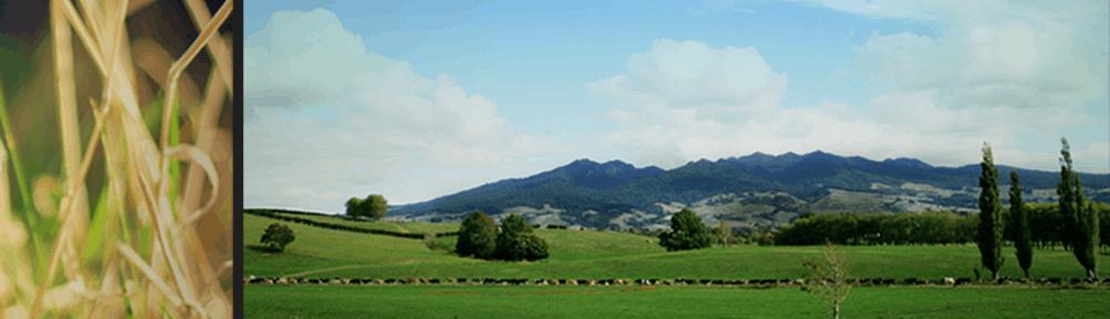 Te Pahū Community Website